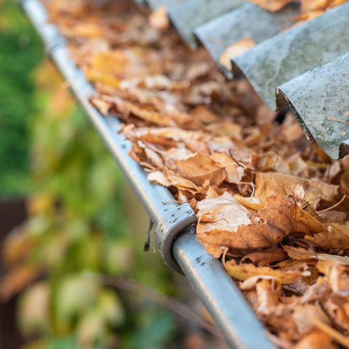 leaves-in-gutter-small-cropped-square leaves in gutter